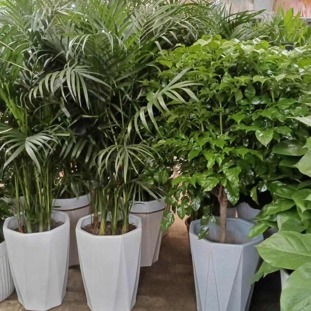 馨馨陶瓷花盆