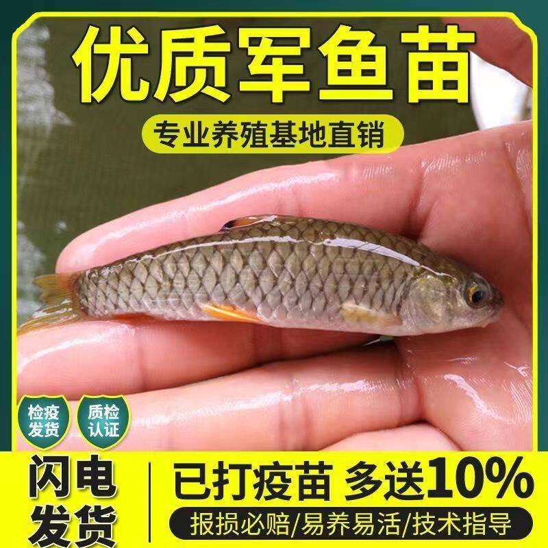 奥拉鱼苗养殖企业店