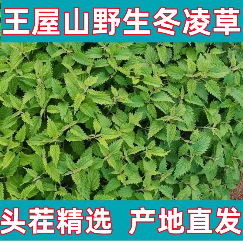 冬凌草本堂