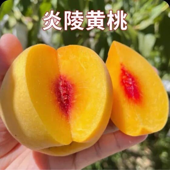 炎陵县自然美黄桃基地