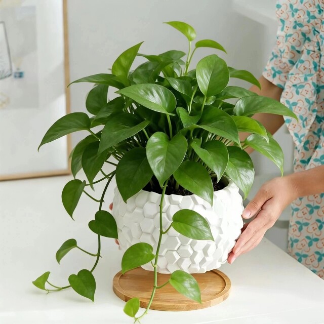 匠心花瓷铺