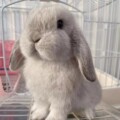 金耳朵萌宠