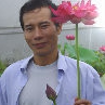 杨德高碗莲 荷花睡莲水生花卉德高莲园