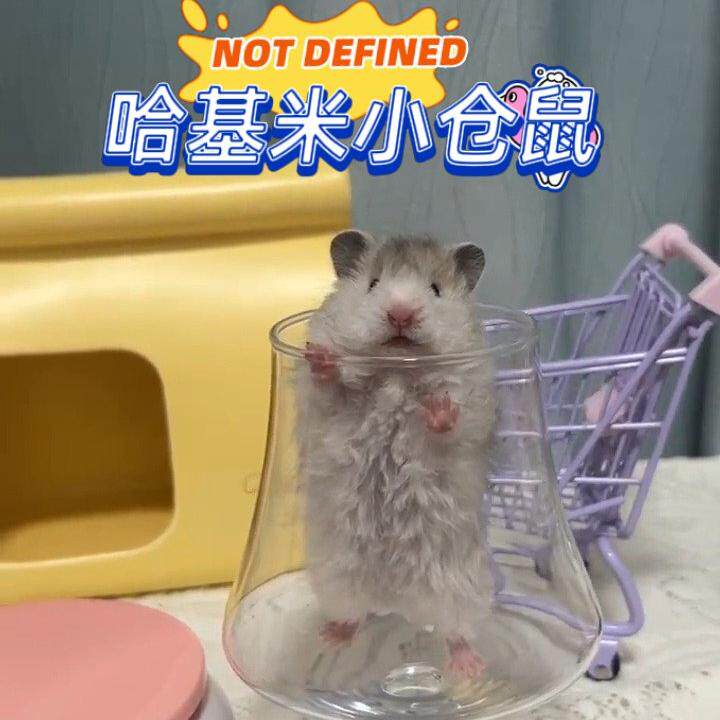 哈基米哈基米小仓鼠