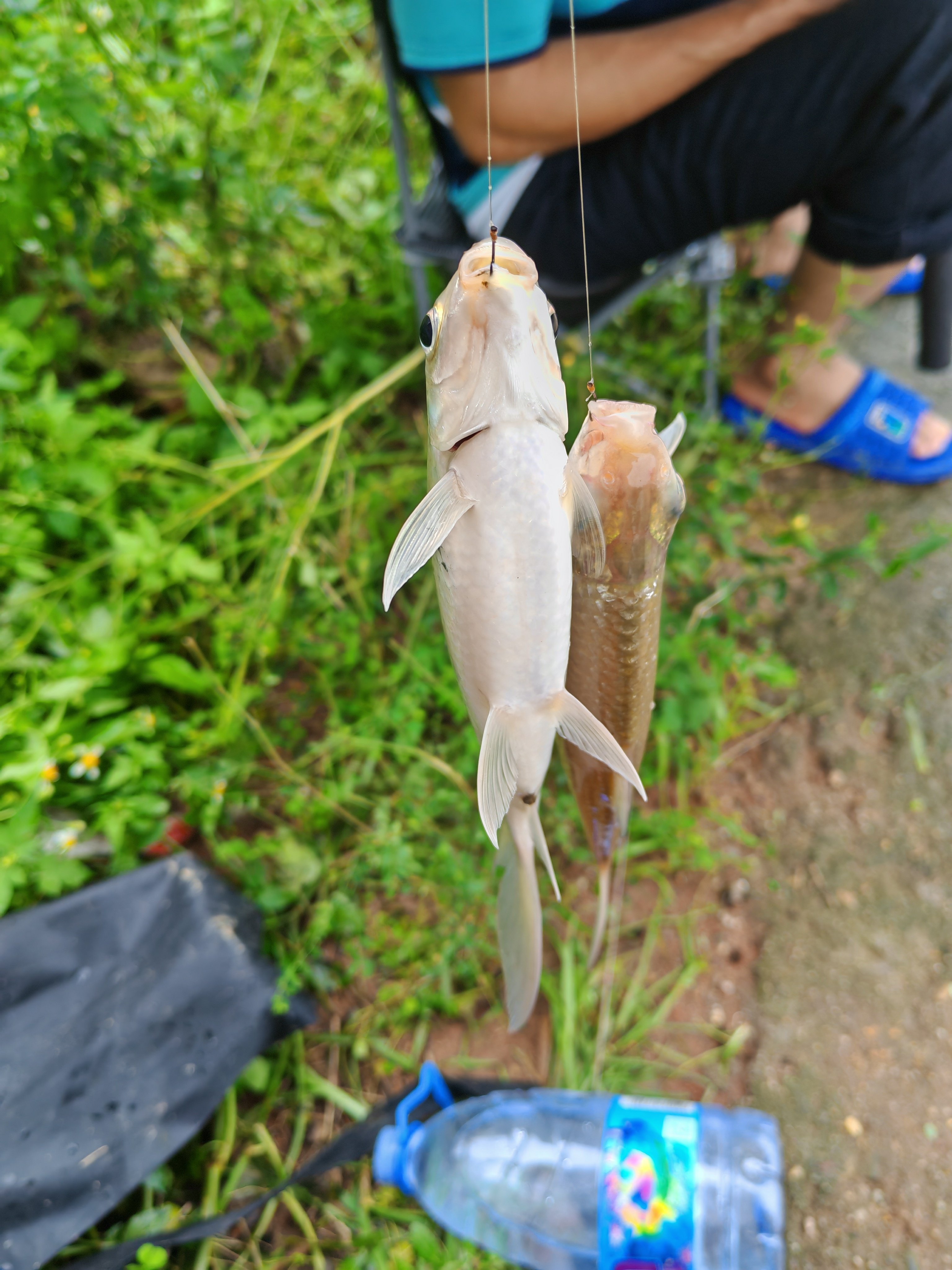小鱼爱吃钩