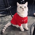 小花猫会员店88