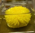 婺源空折枝花茶