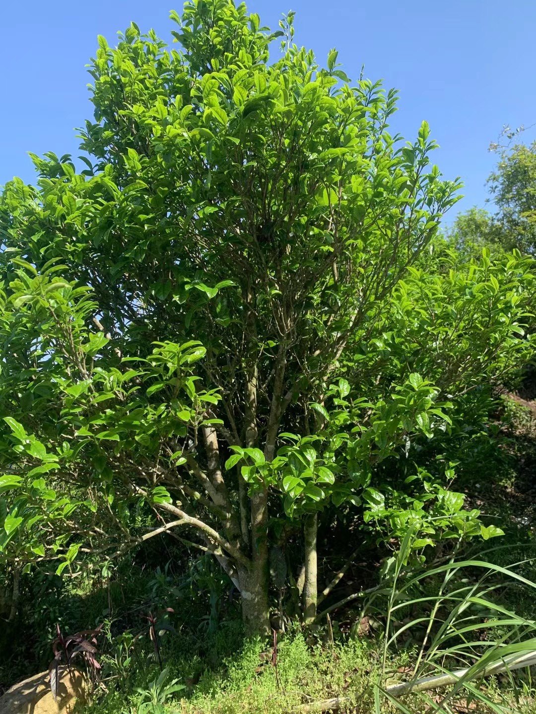 清枞茶行