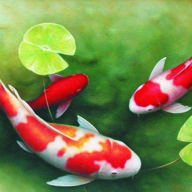 渔悦水族