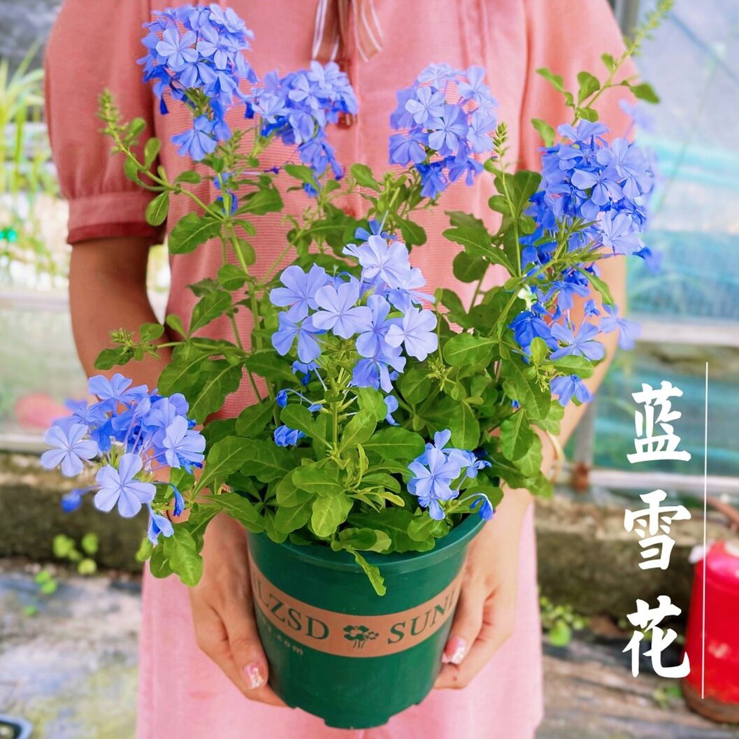 淘绿植满意店 店铺LOGO