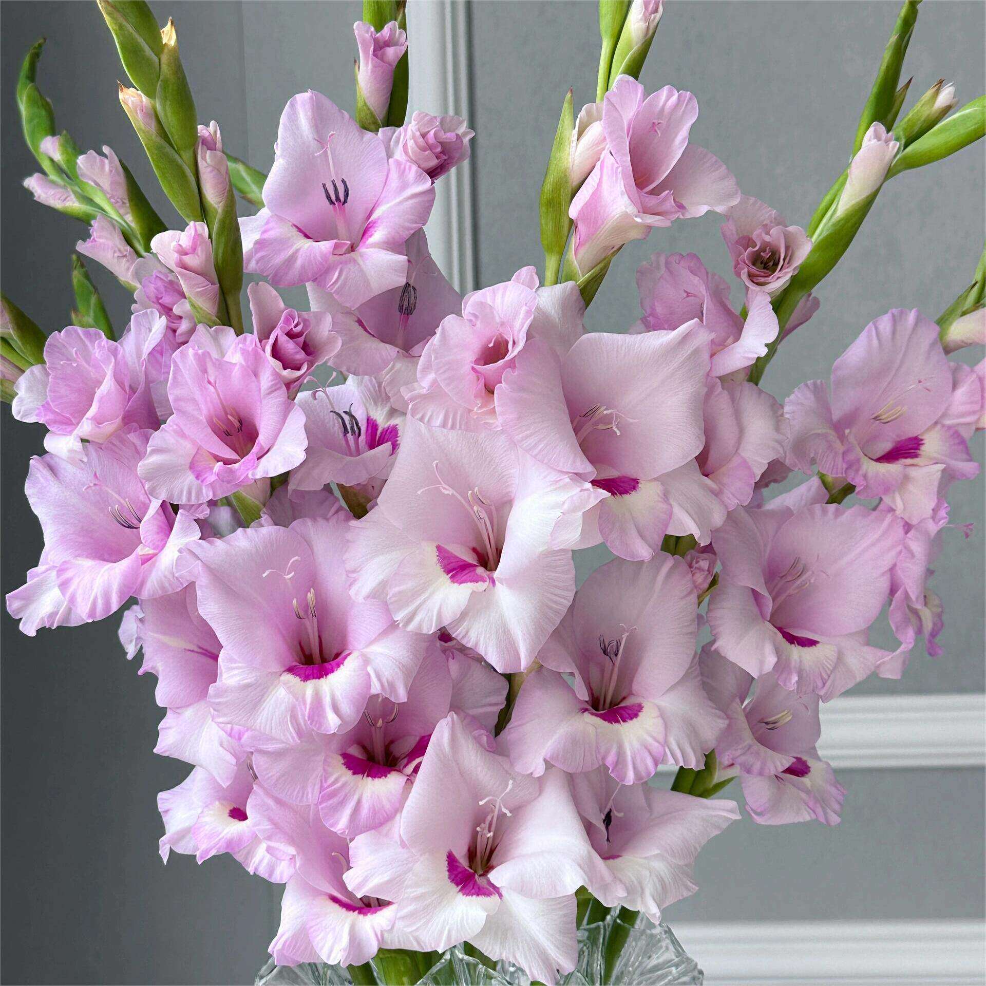 小胡家的花