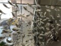 上海银河水族