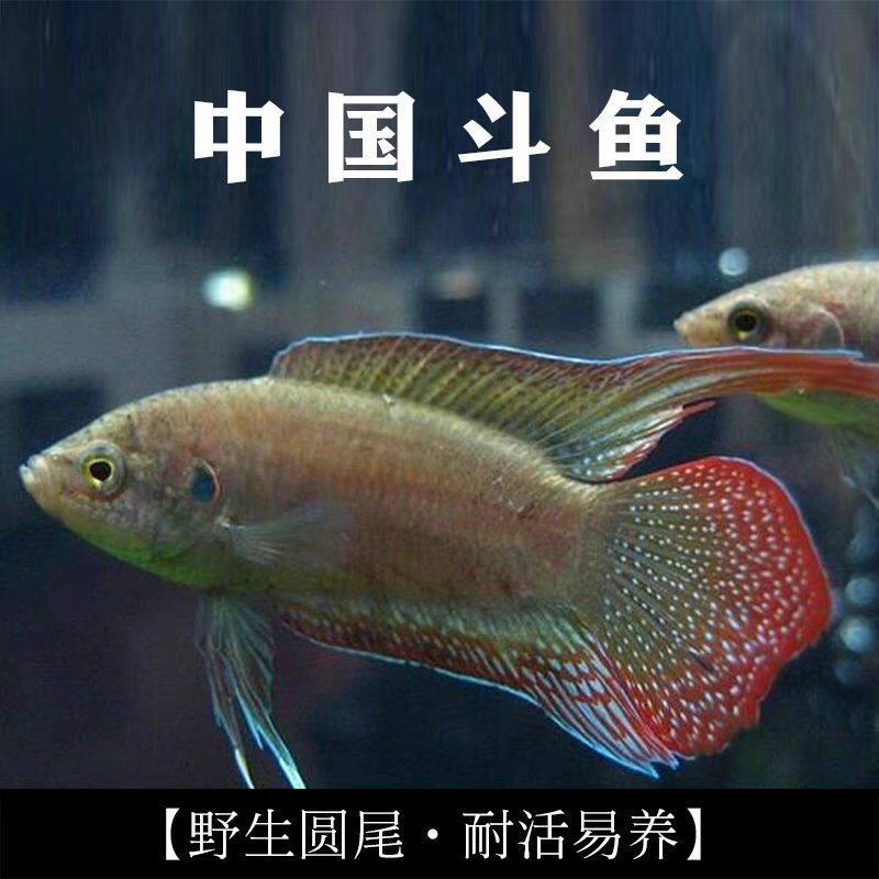原生鱼生态园