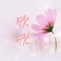 欣欣外贸服装