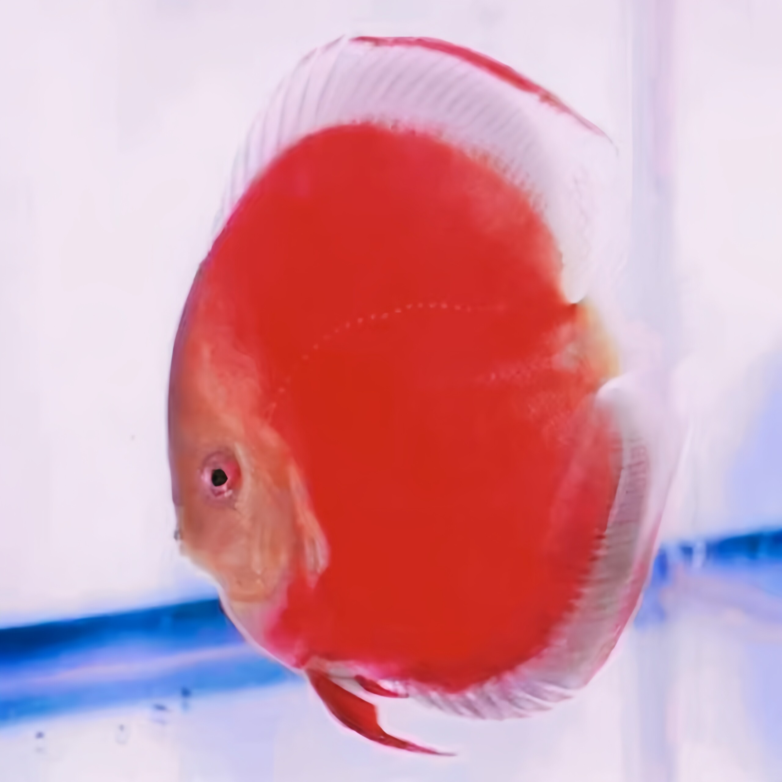 老周七彩水族
