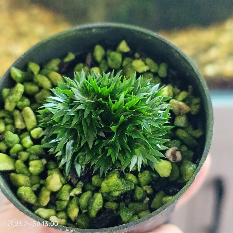 香间小屋