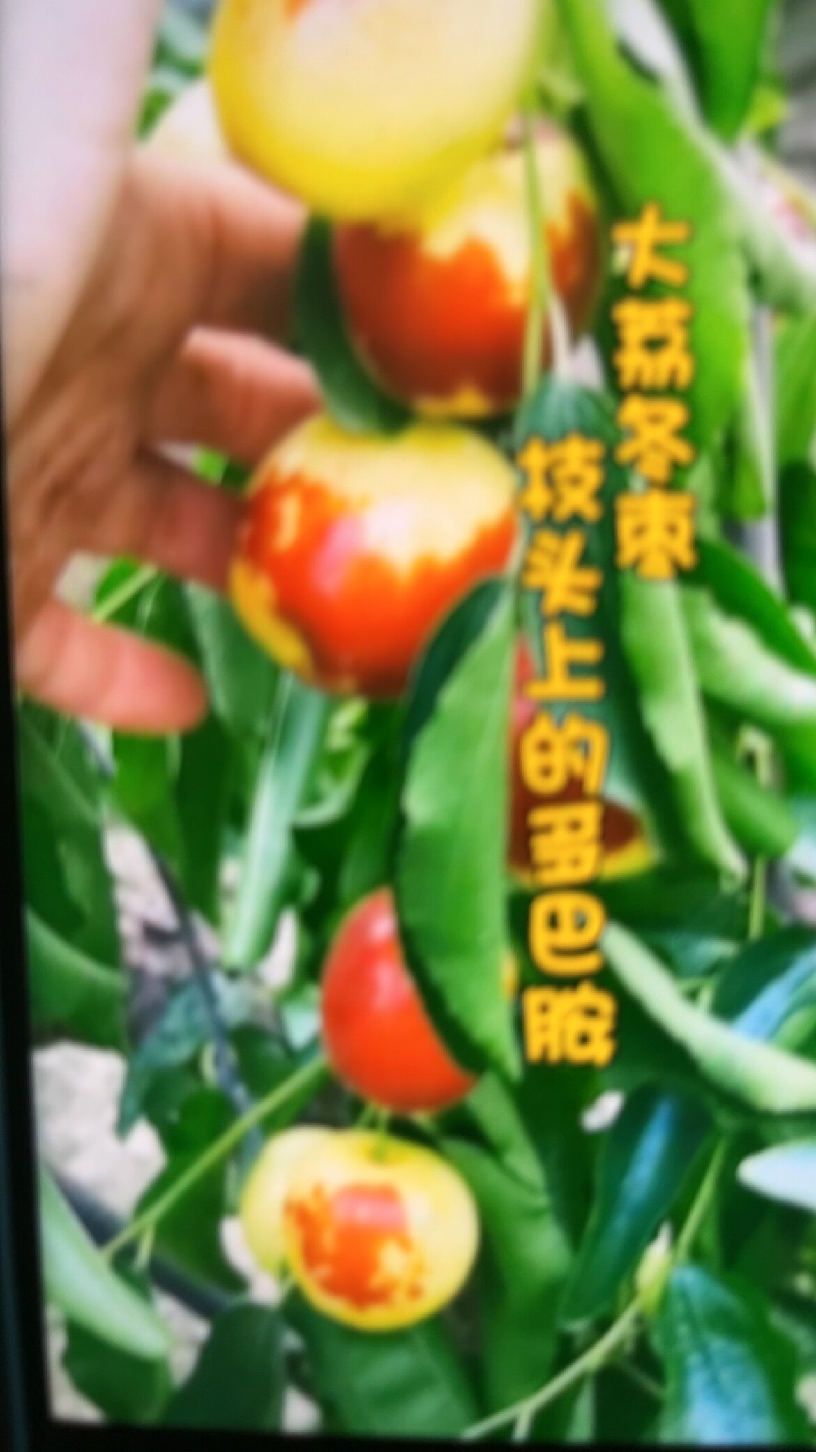 大荔农场