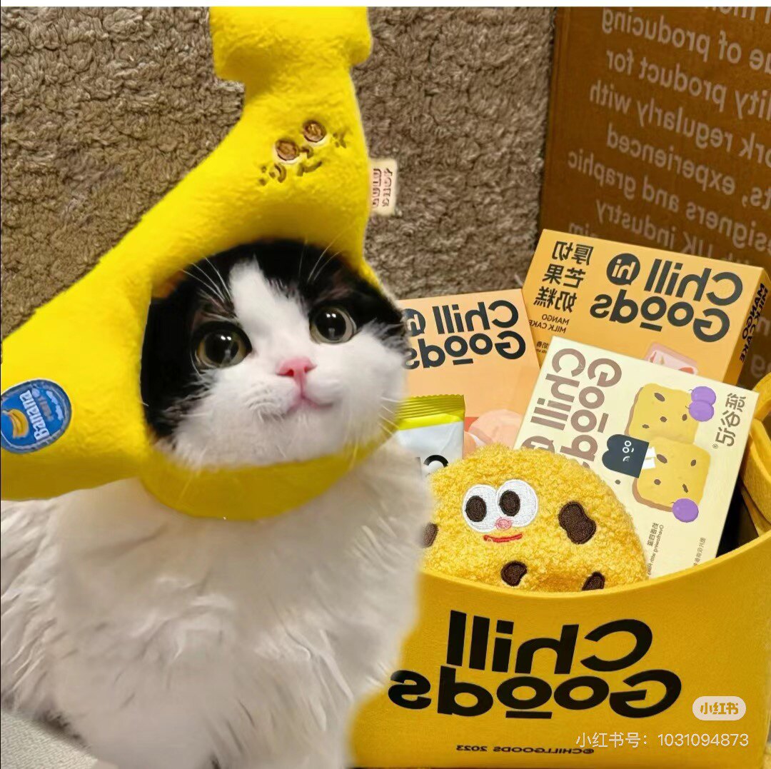猫先生花屿