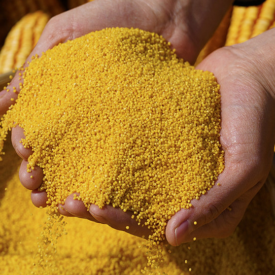 山西小米农