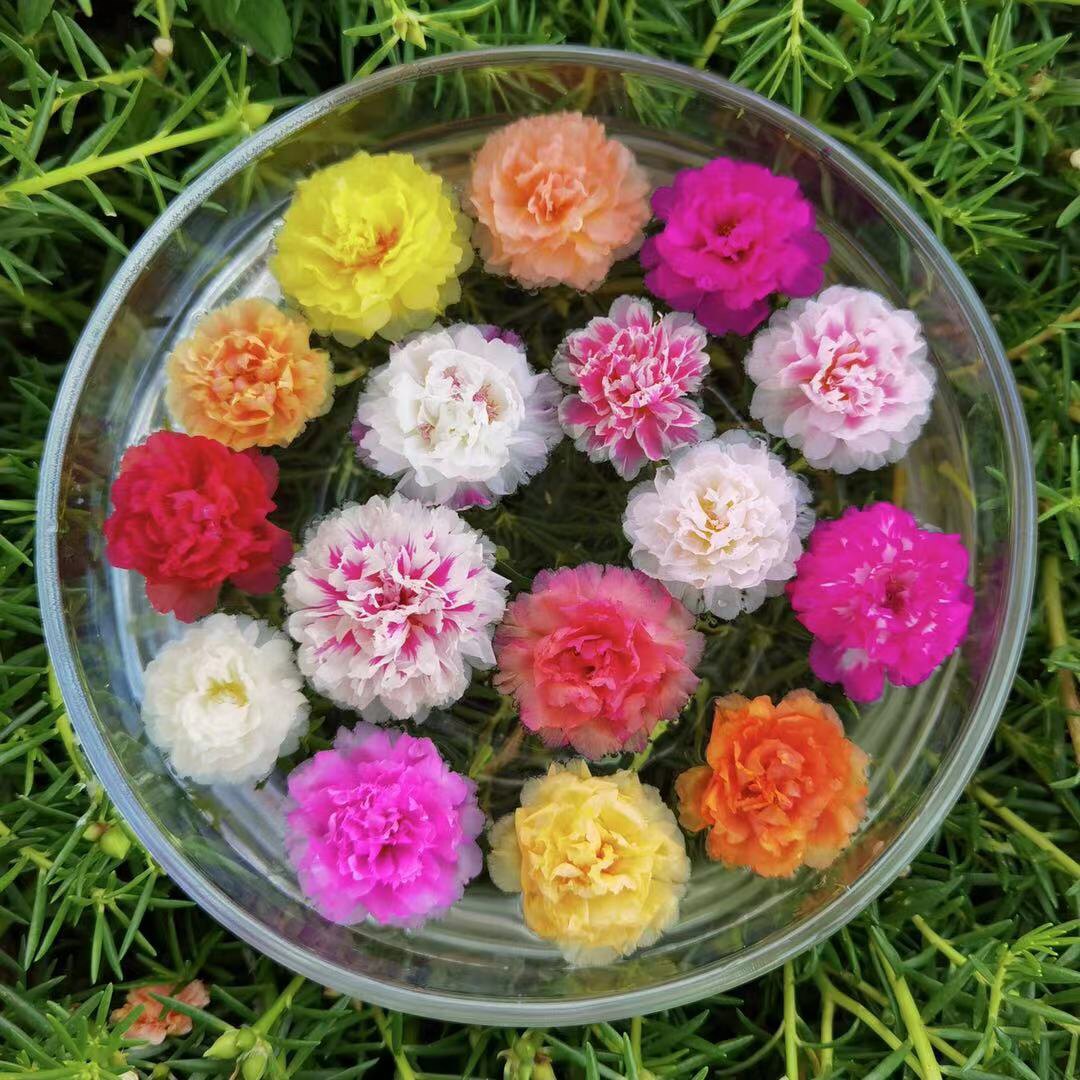 馋音鲜花园艺