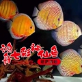 鸿舟七彩神仙渔场
