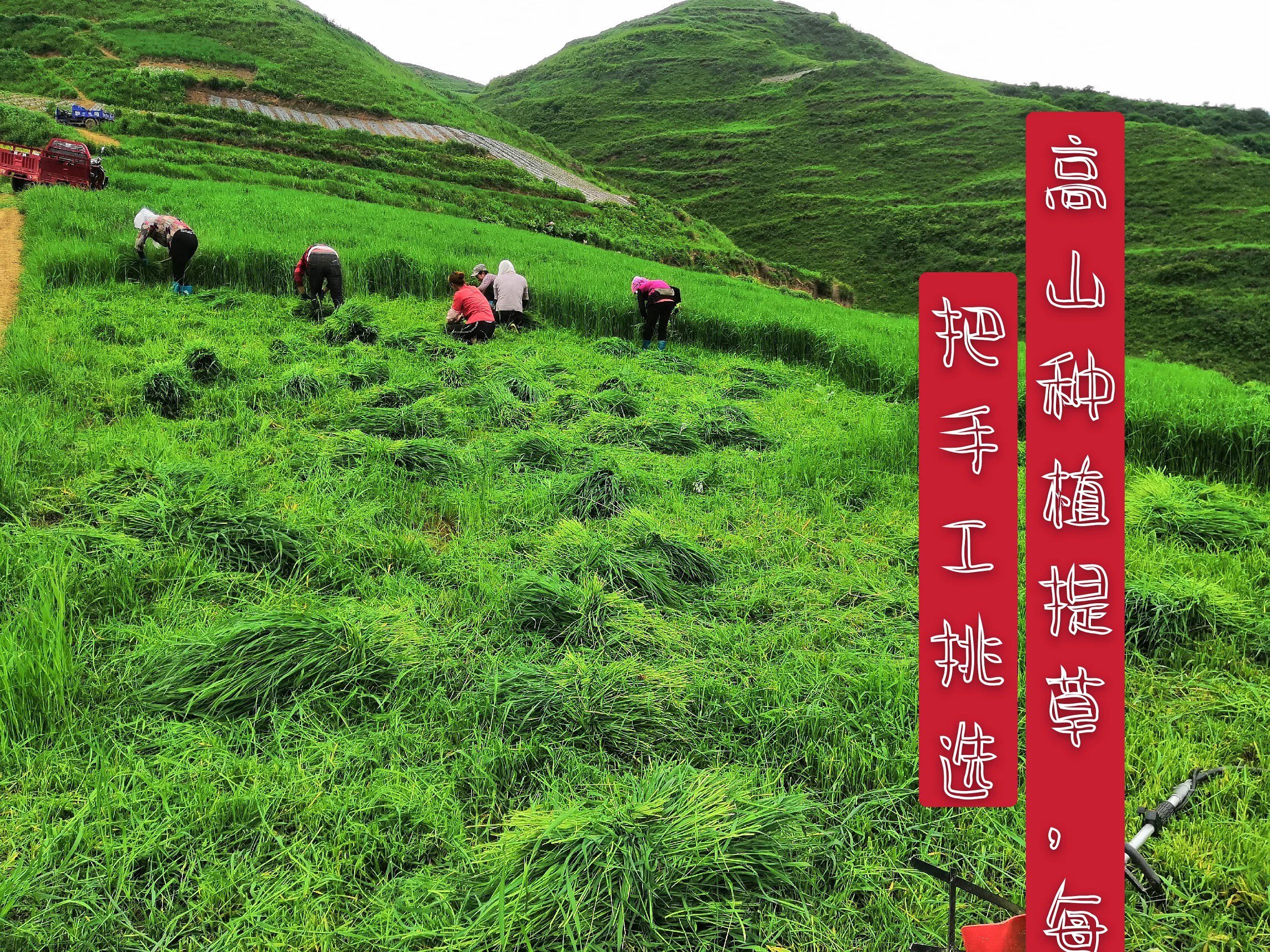 筱远岷山草场