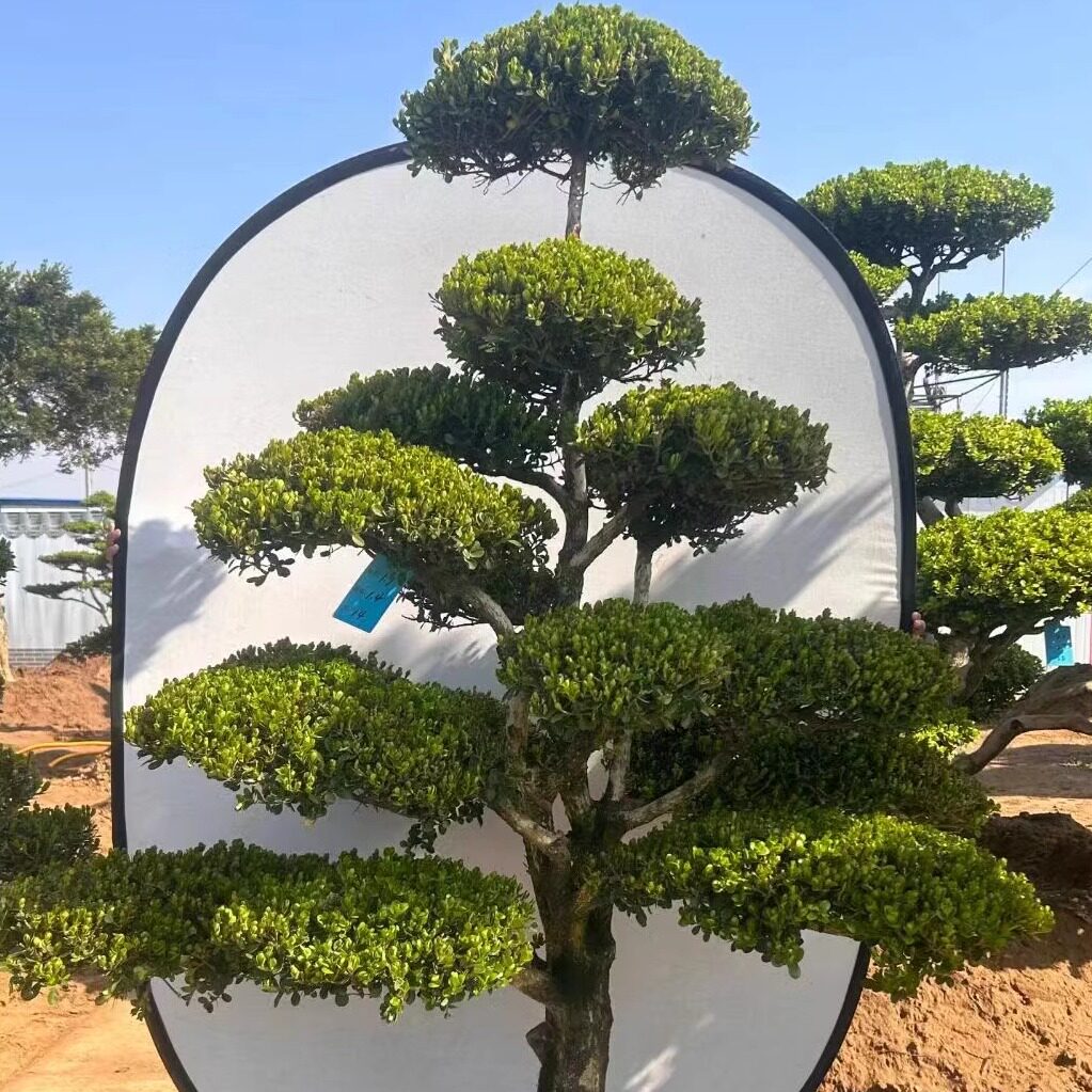 金鑫黄杨造型