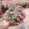 佳缘花卉种植基地