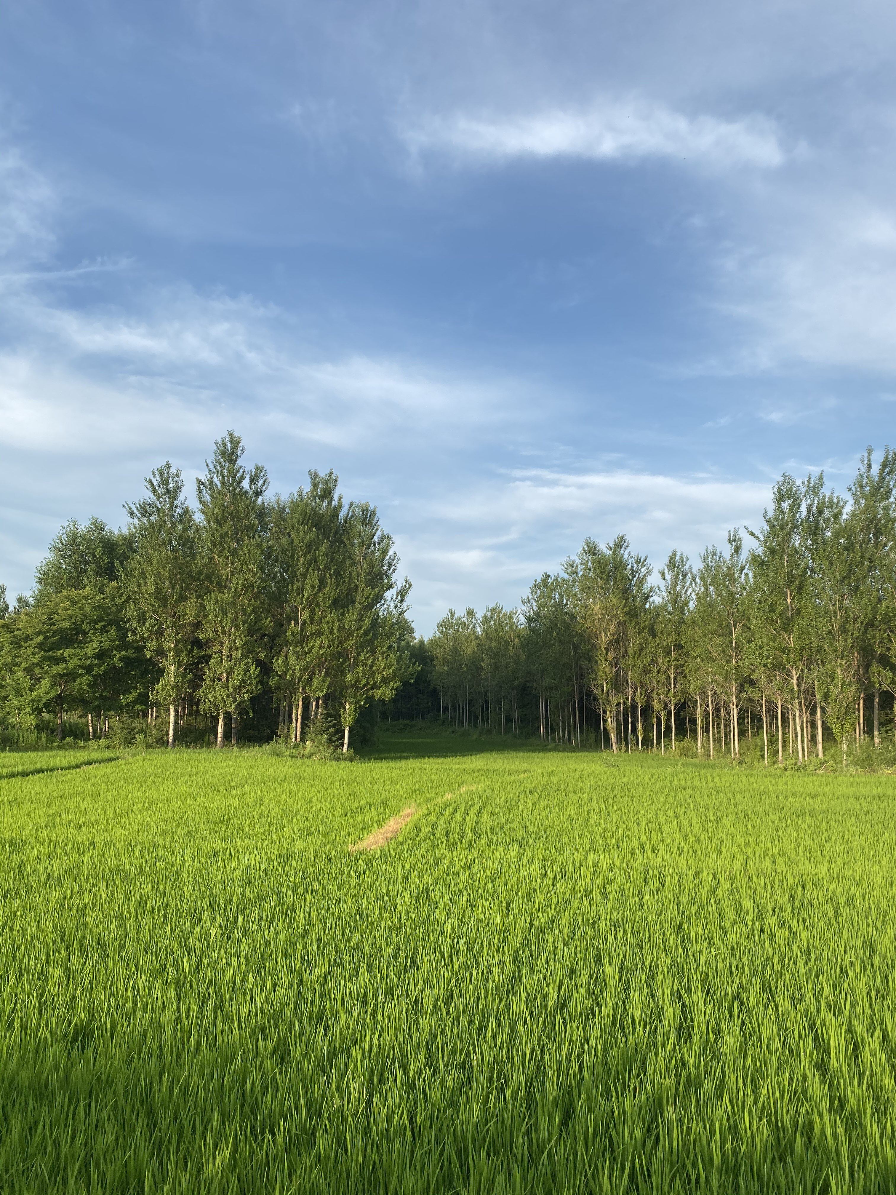 明泰粮贸农户种植基地
