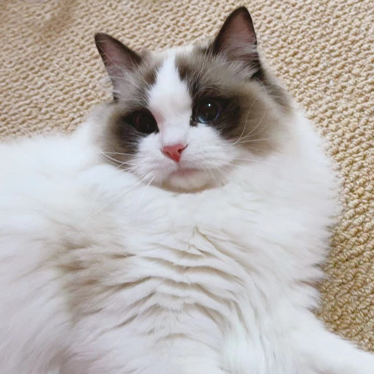 BASTET CREAM布偶猫舍