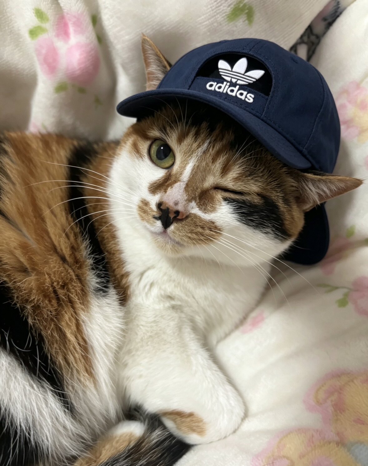 立夏是只猫 店铺LOGO