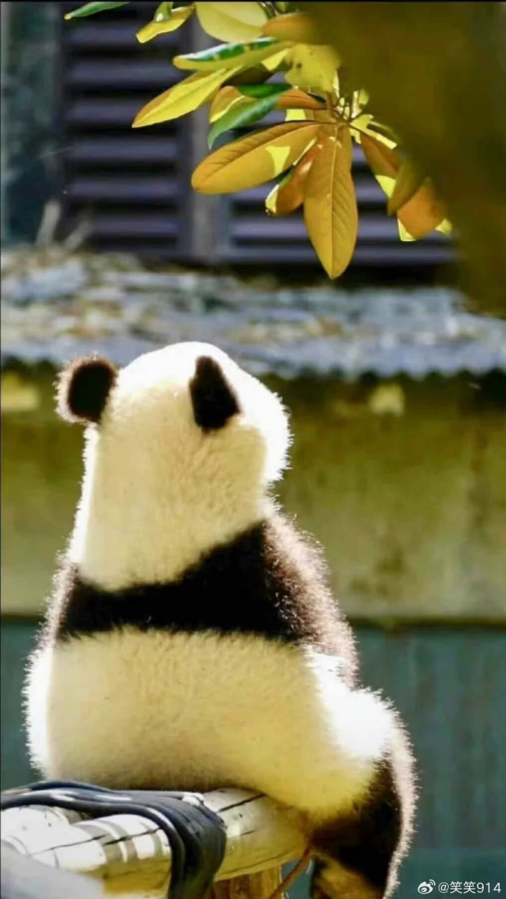 善缘养颜正品馆