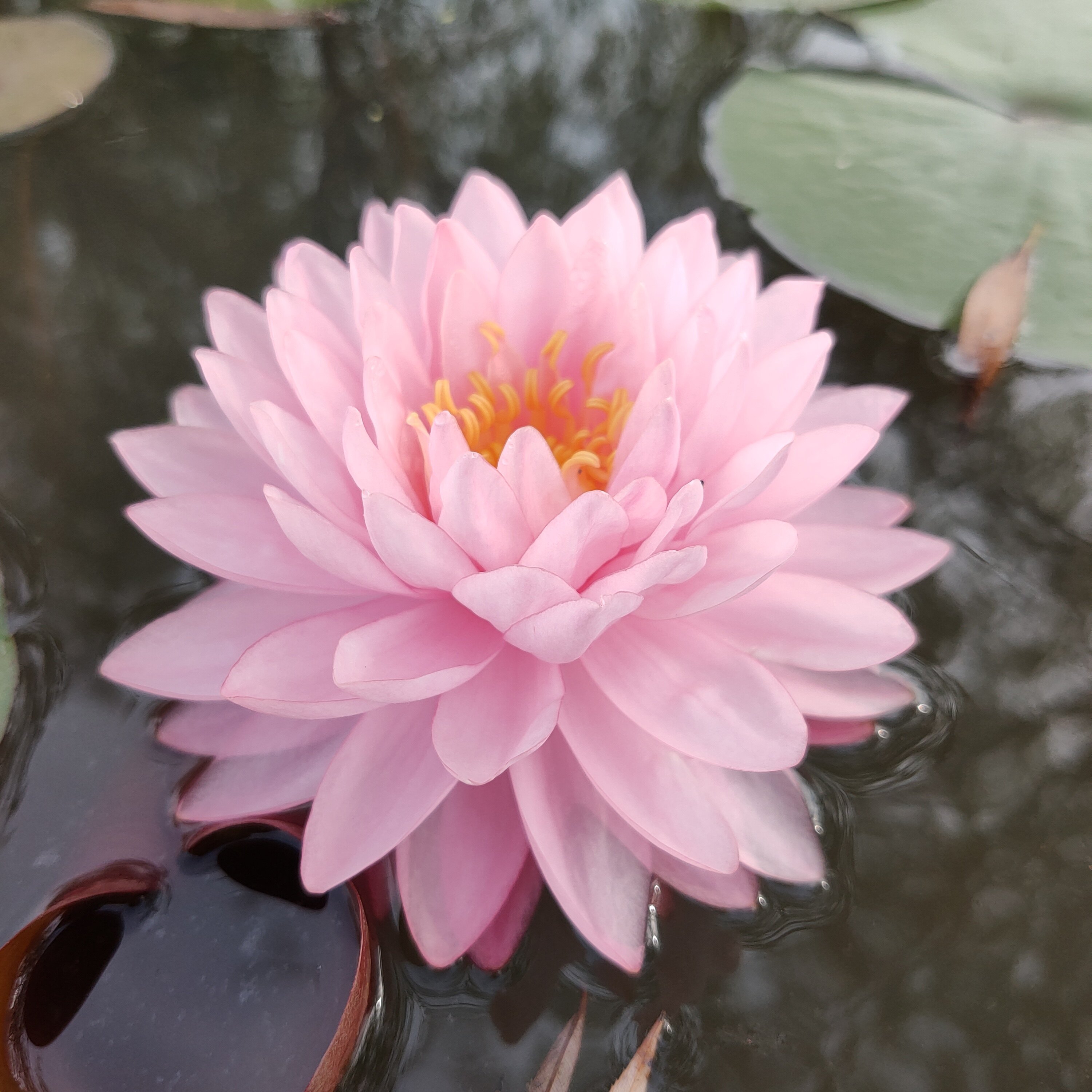清凉一夏进口睡莲花
