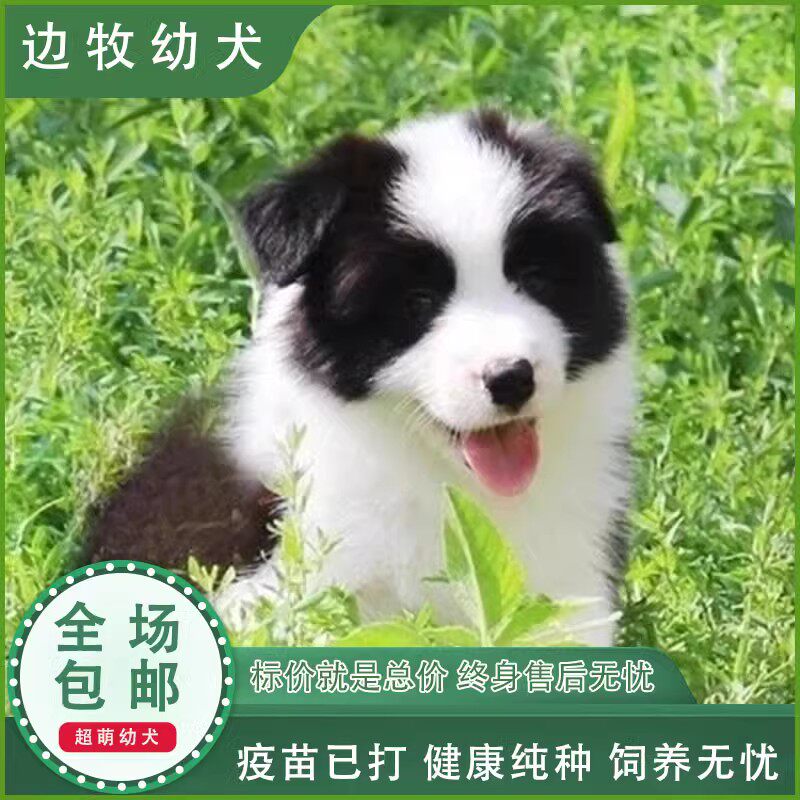 宠悦奇旗舰店