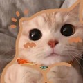 江湖猫