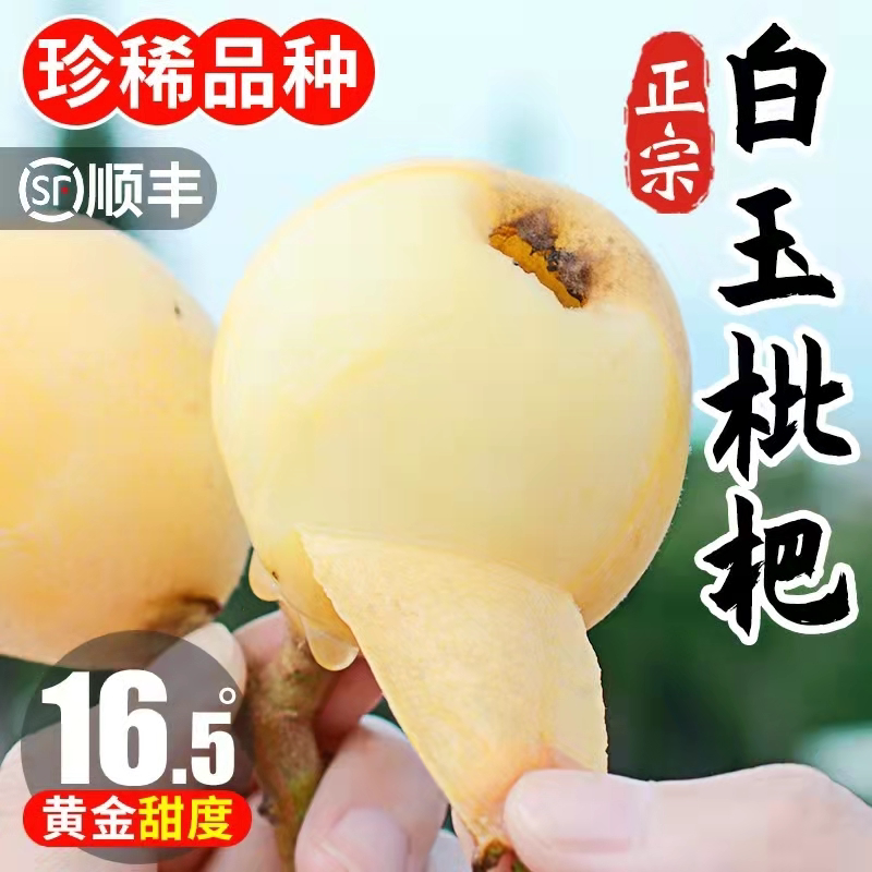 太湖东山白玉枇杷