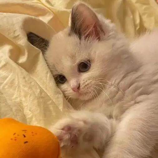 L猫社