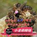 养蜂小老弟