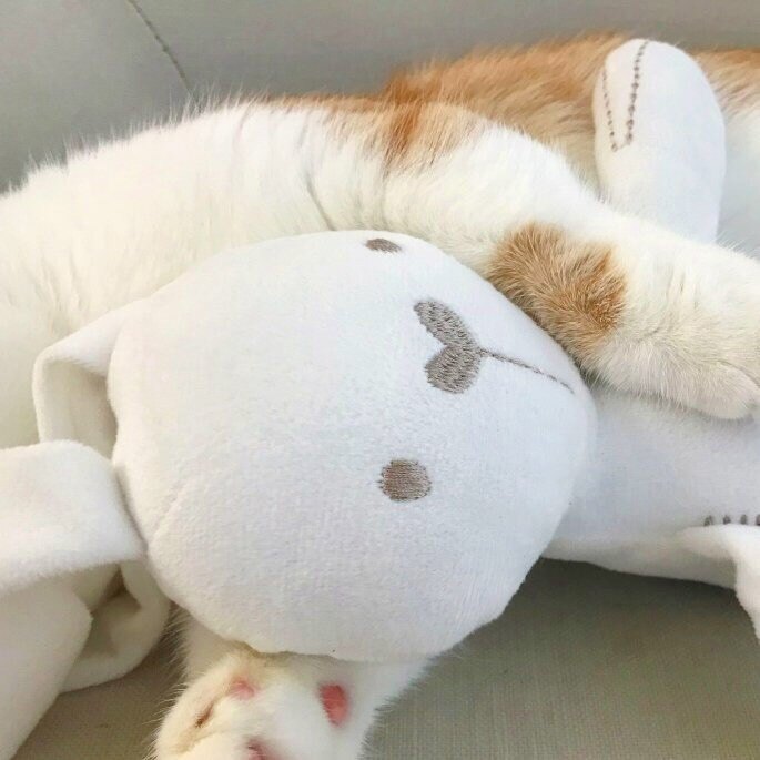 爱萌物集