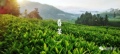 武夷茫荡山岩茶