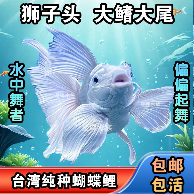 星蝶水族 店铺LOGO