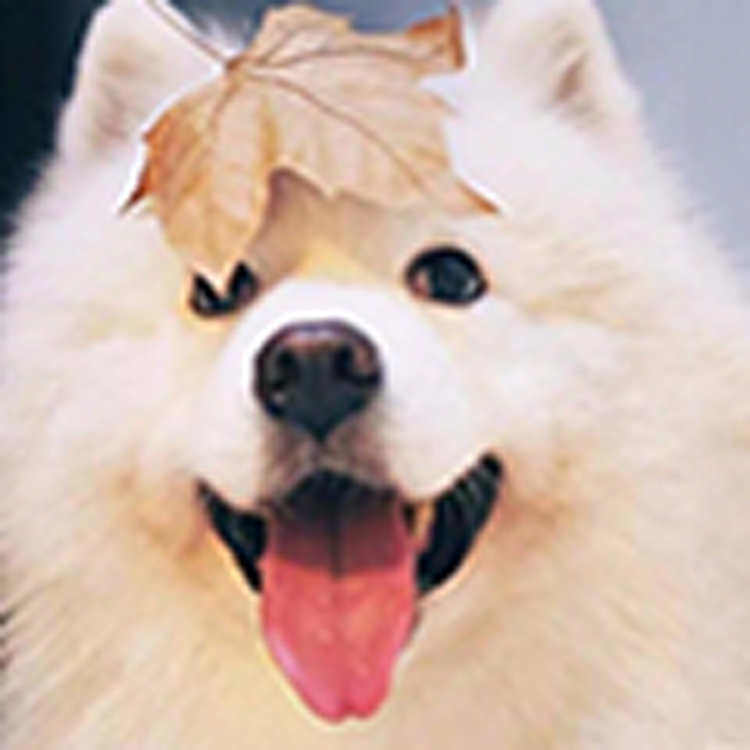 大牛官方企业店