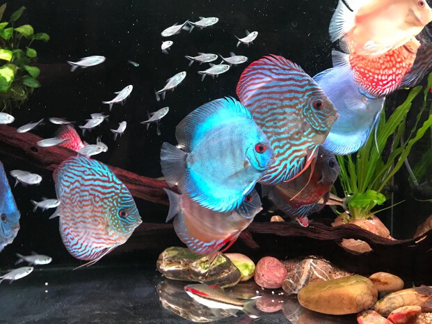 荣锦宠物用品店