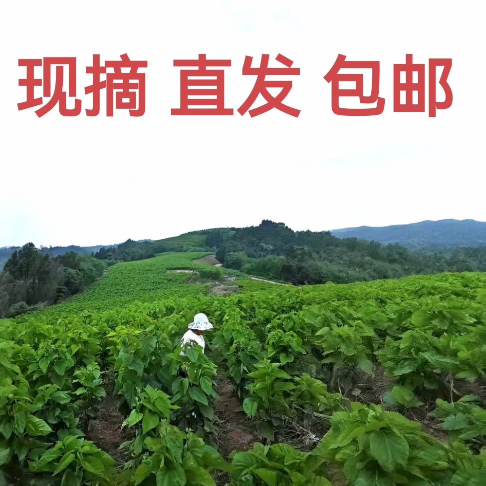 成都黄婆婆 桑叶 蚕宝宝 基地直供园