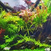 广东水草养殖基地