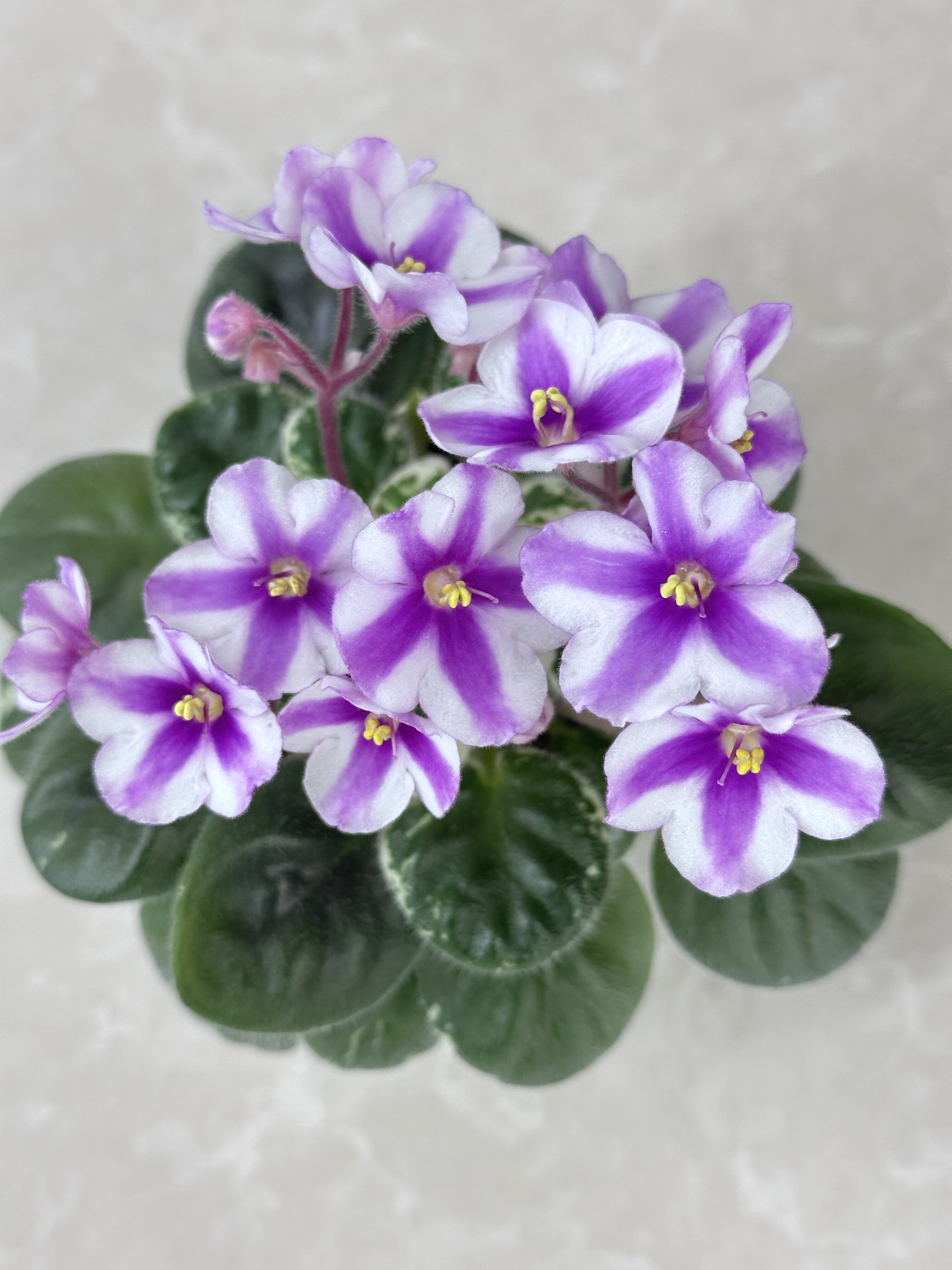 梅子的苦苣苔花坊
