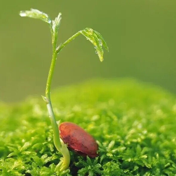上火星种菜