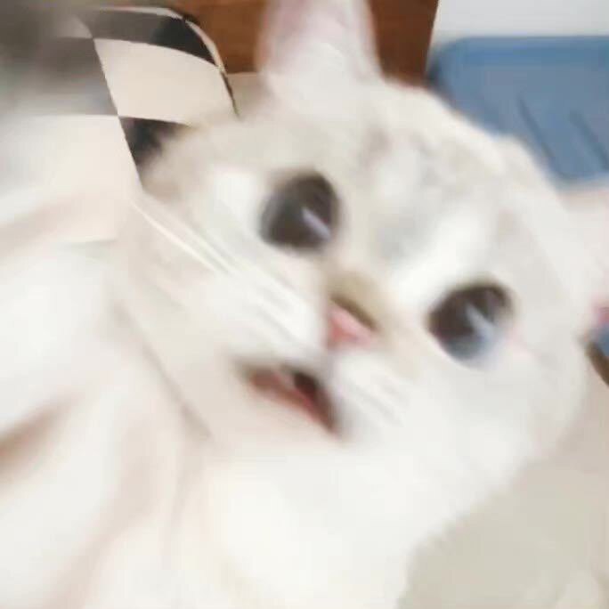 大毛和大咪