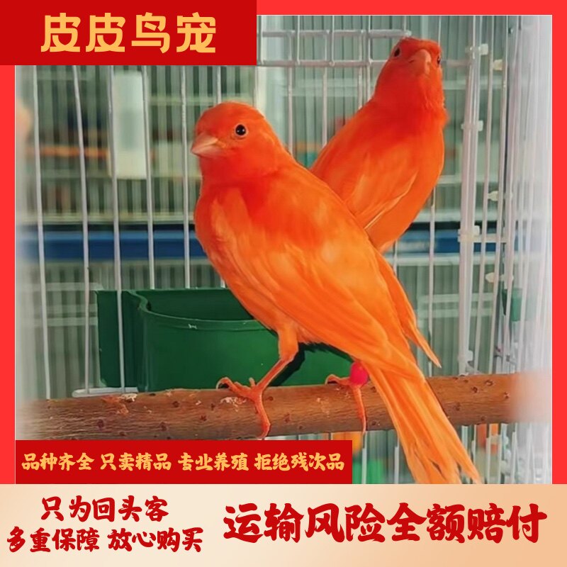 皮皮鸟宠