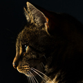猫脸宠物